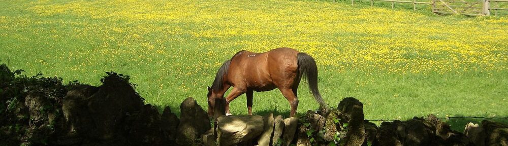Horse in buttercup field