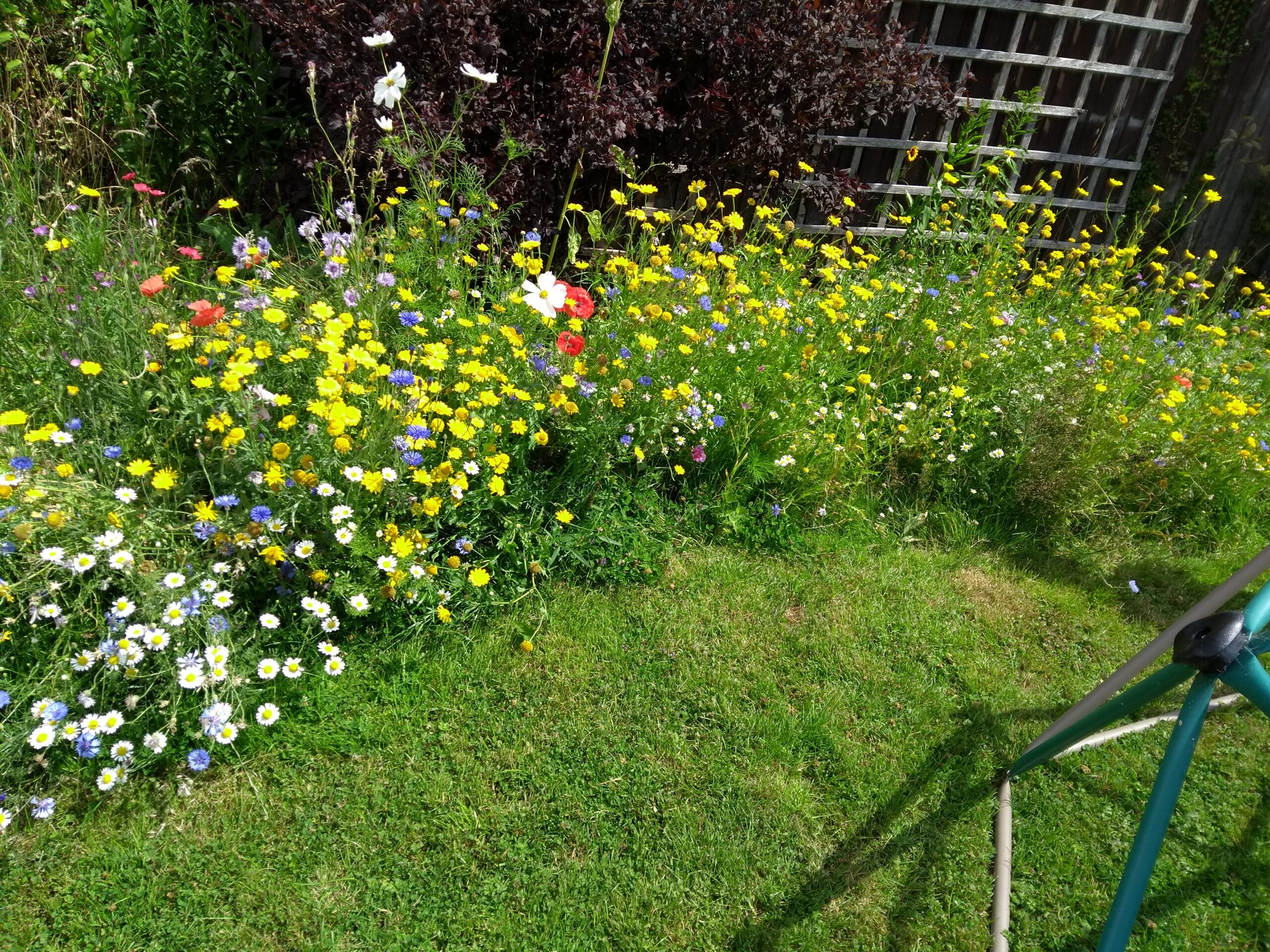 Claire's daughters wildflower border